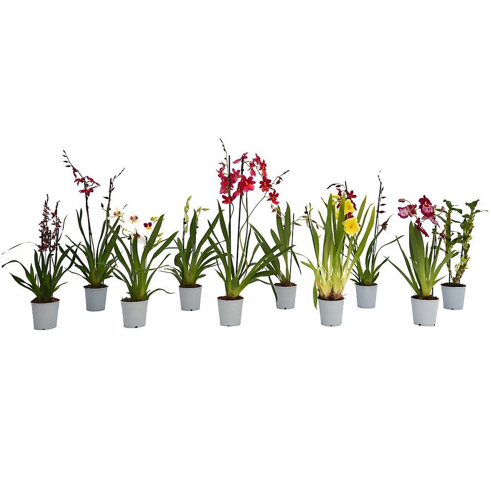 Fragrance Mix Orchids 2 Spike - 12cm