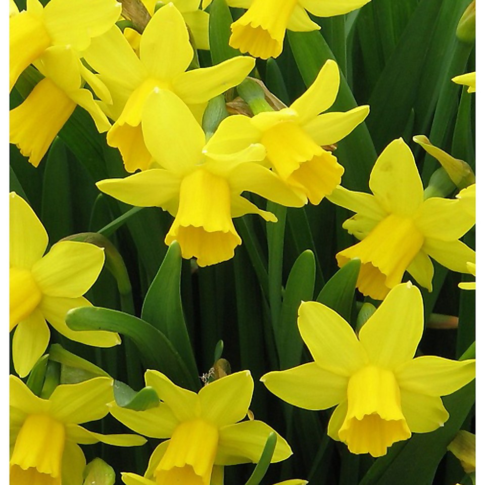 2,5 KG of UK Daffodills Yellow