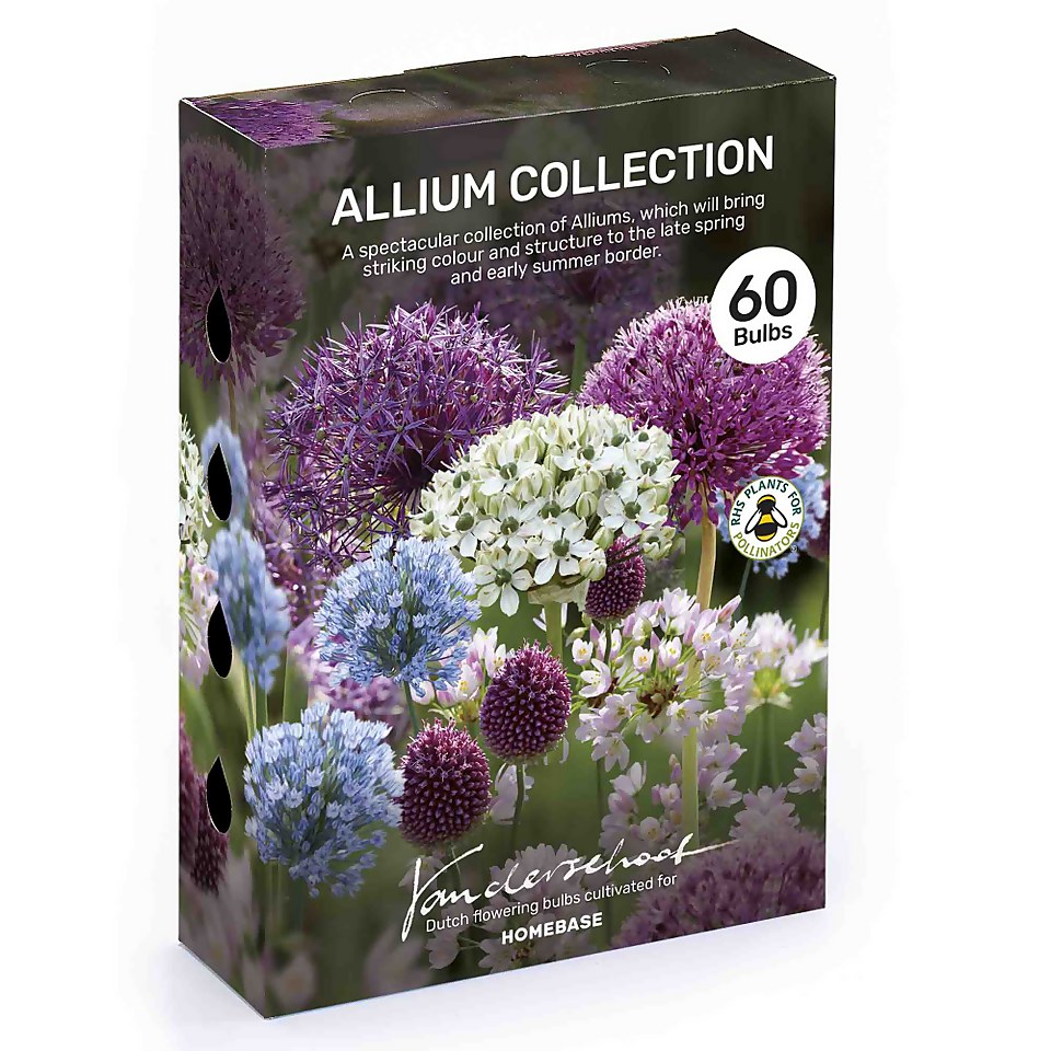 Allium Flower bulb Collection Homebase