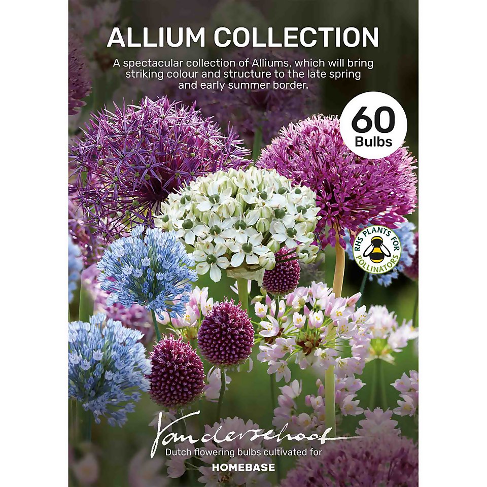 Allium Flower bulb Collection Homebase