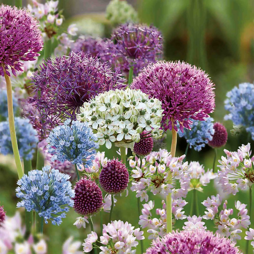 Allium Flower bulb Collection Homebase