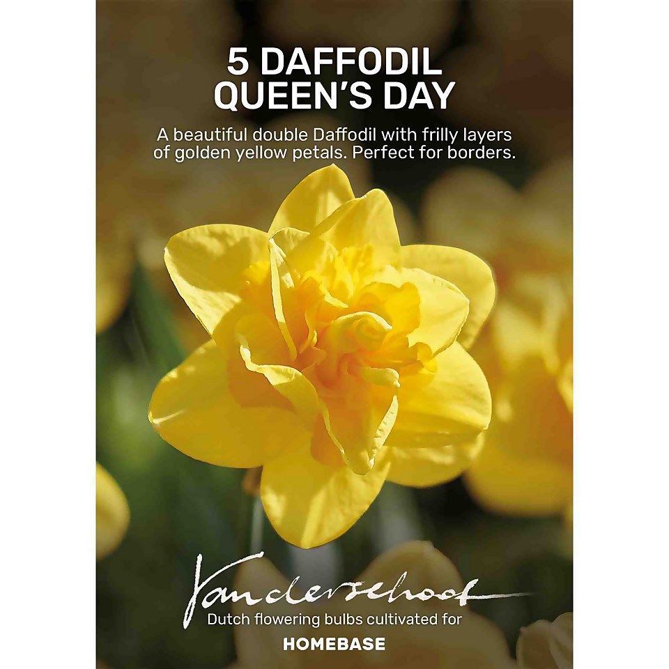 Double Daffodil Queensday flowerbulbs