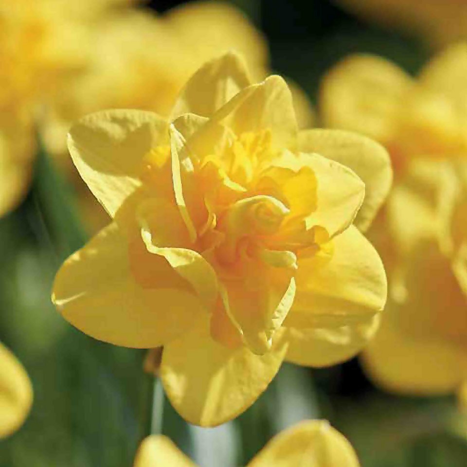 Double Daffodil Queensday flowerbulbs