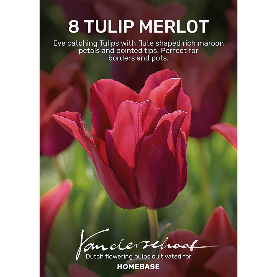 Tulip Merlot Flower Bulbs Homebase
