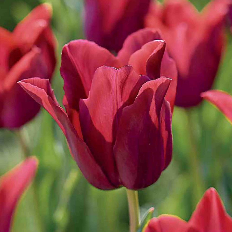 Tulip Merlot Flower Bulbs Homebase
