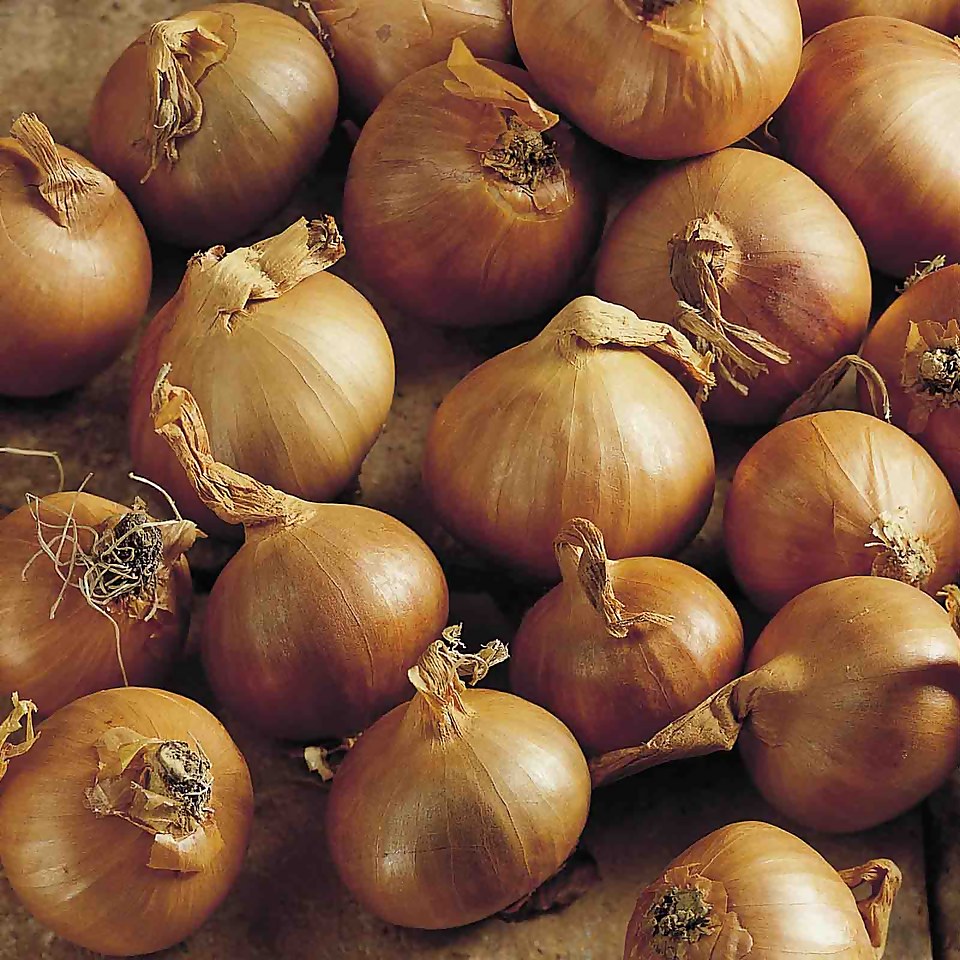 Grow your own Onion , Shallot & Garlic Mix