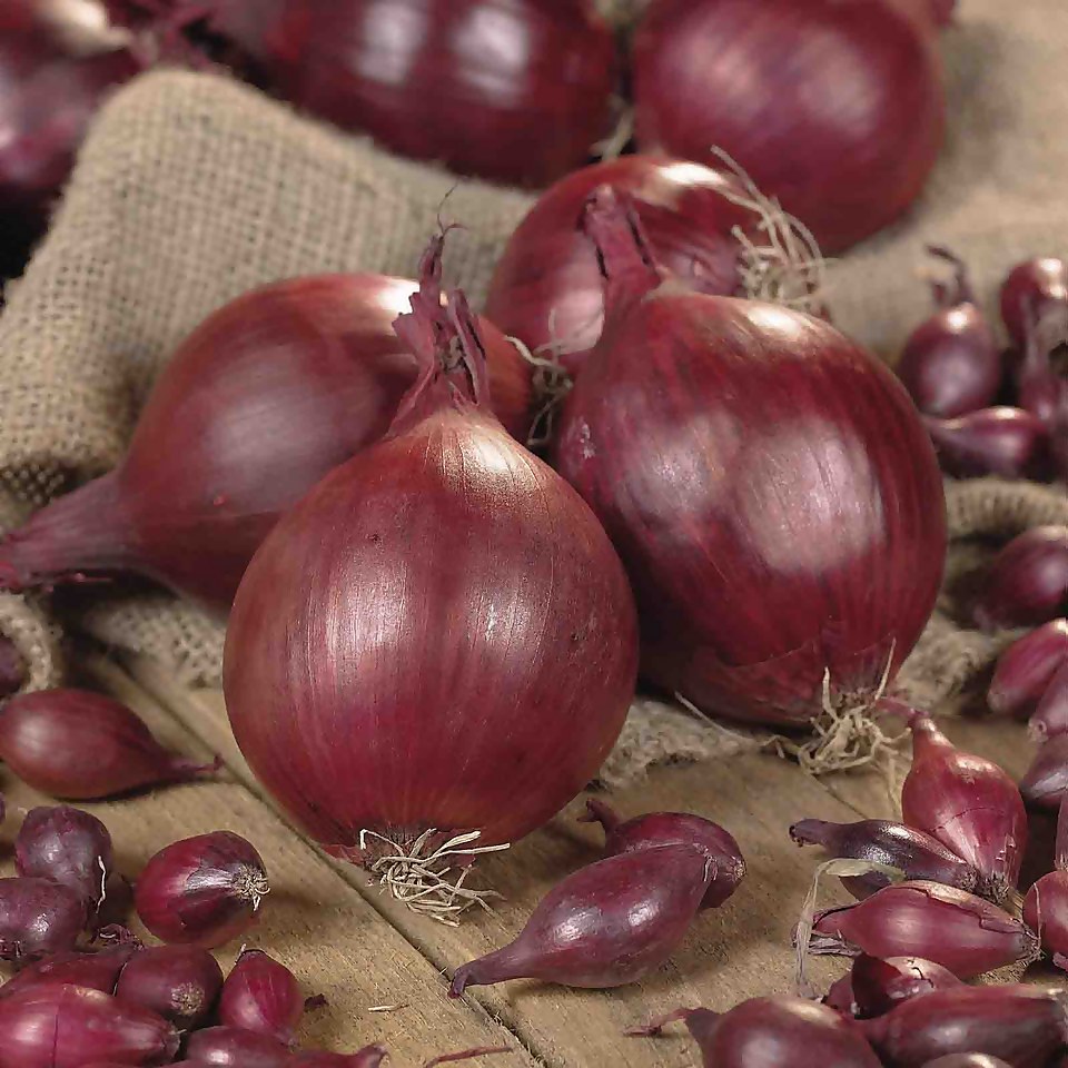 Grow your own Onion , Shallot & Garlic Mix