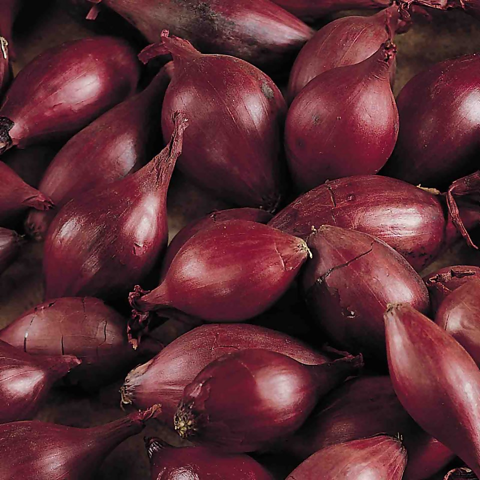 Grow your own Onion Mix