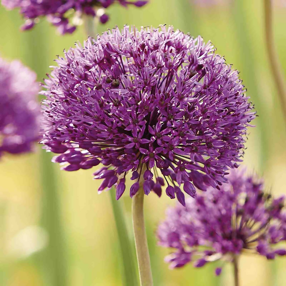 100 days of Spring Collection 60 Flowerbulbs Homebase