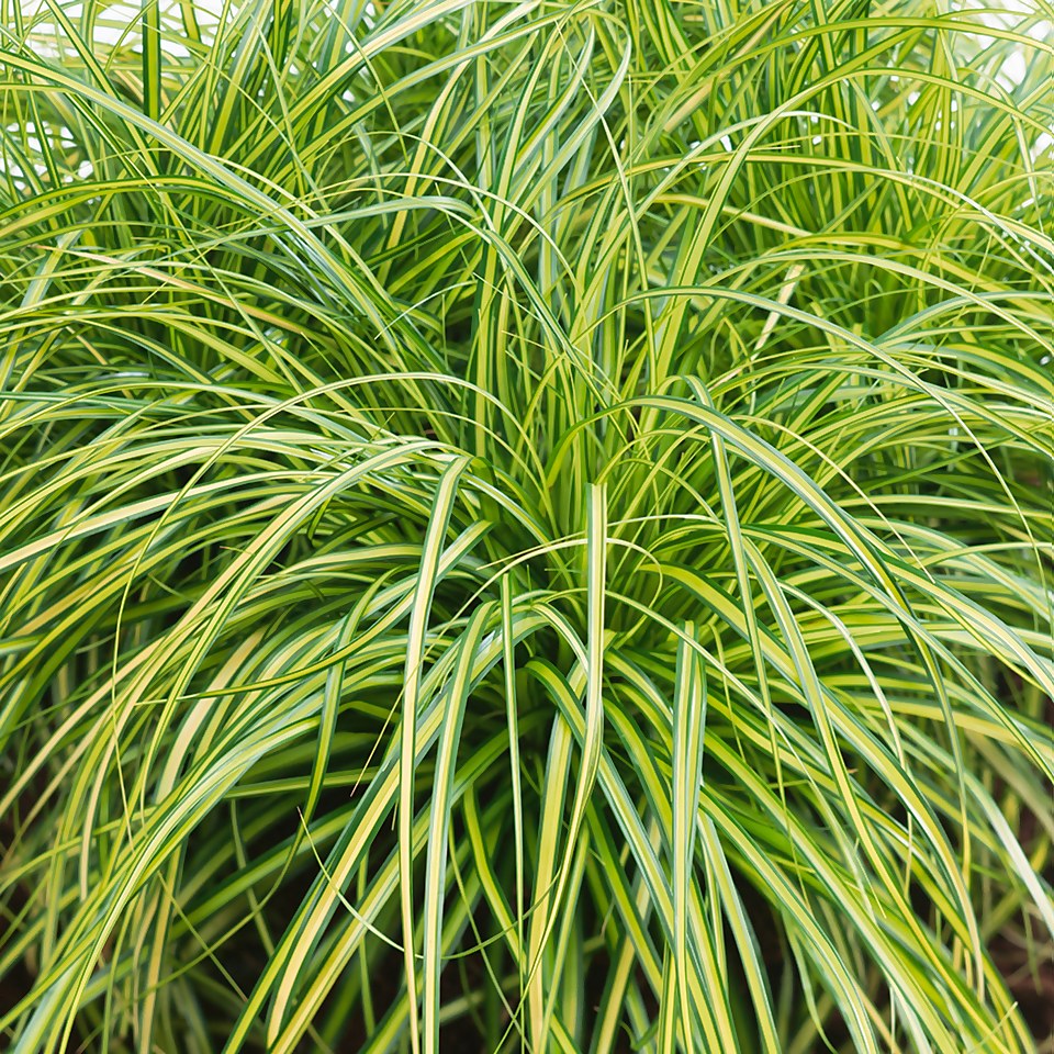 Grass Carex 14 cm