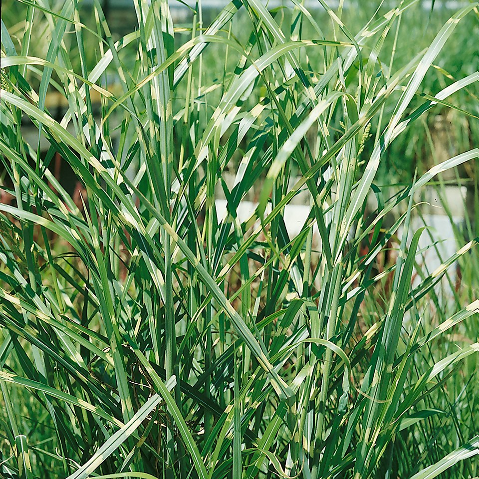 Grass Miscanthus 14 cm