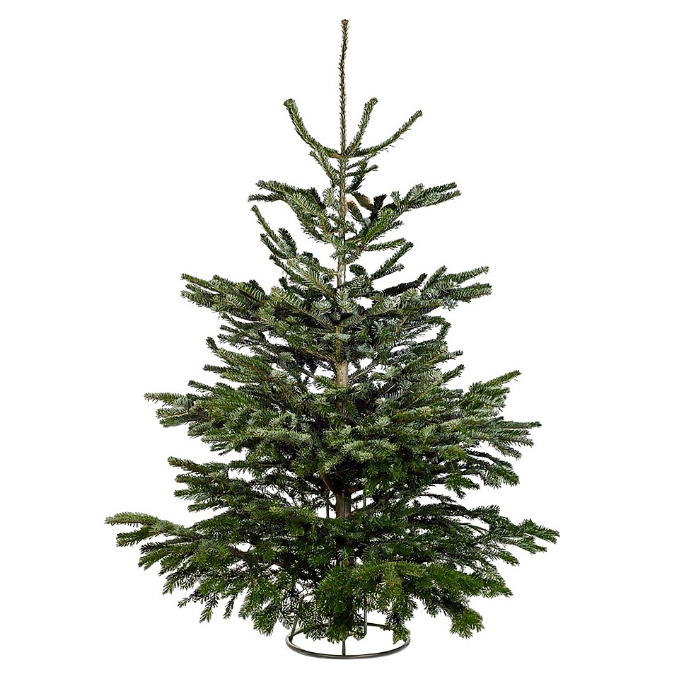 210240cm (78ft) Real Cut Nordman Fir Christmas Tree (Northern Ireland