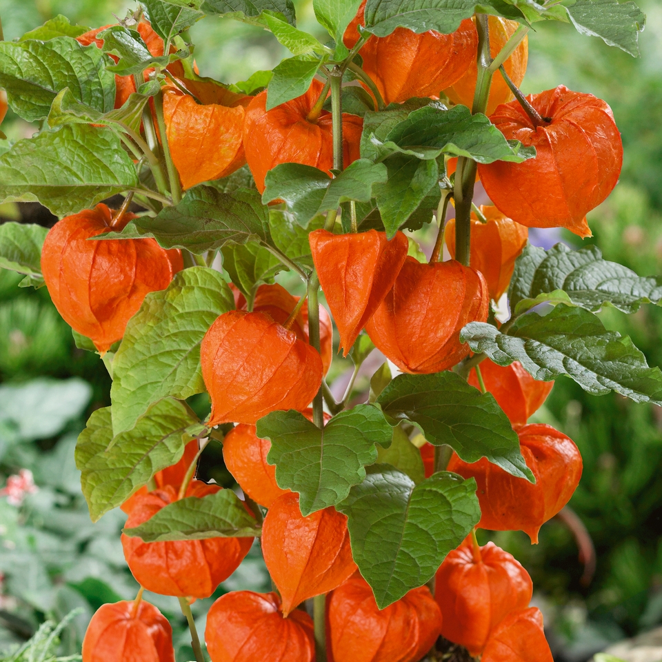 Physalis alkekengi (Chinese Lantern) - 13cm