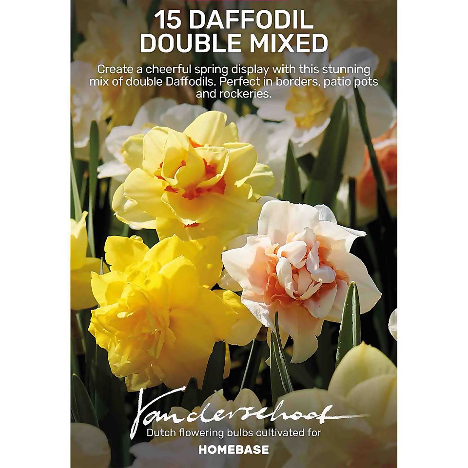 Daffodil double Mixed