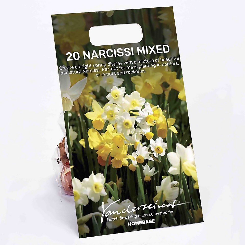 Mixed Narcissi Bulbs