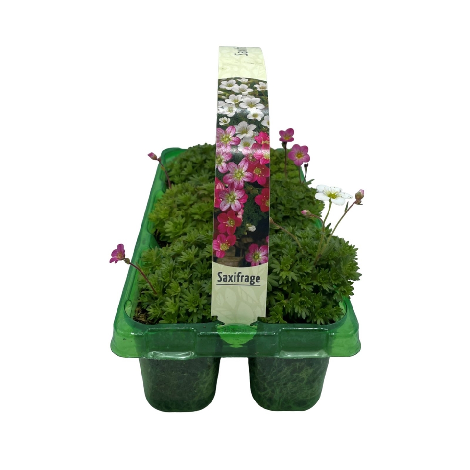 Saxifrage (Saxifraga) Mix 6 pack Spring Bedding Plants