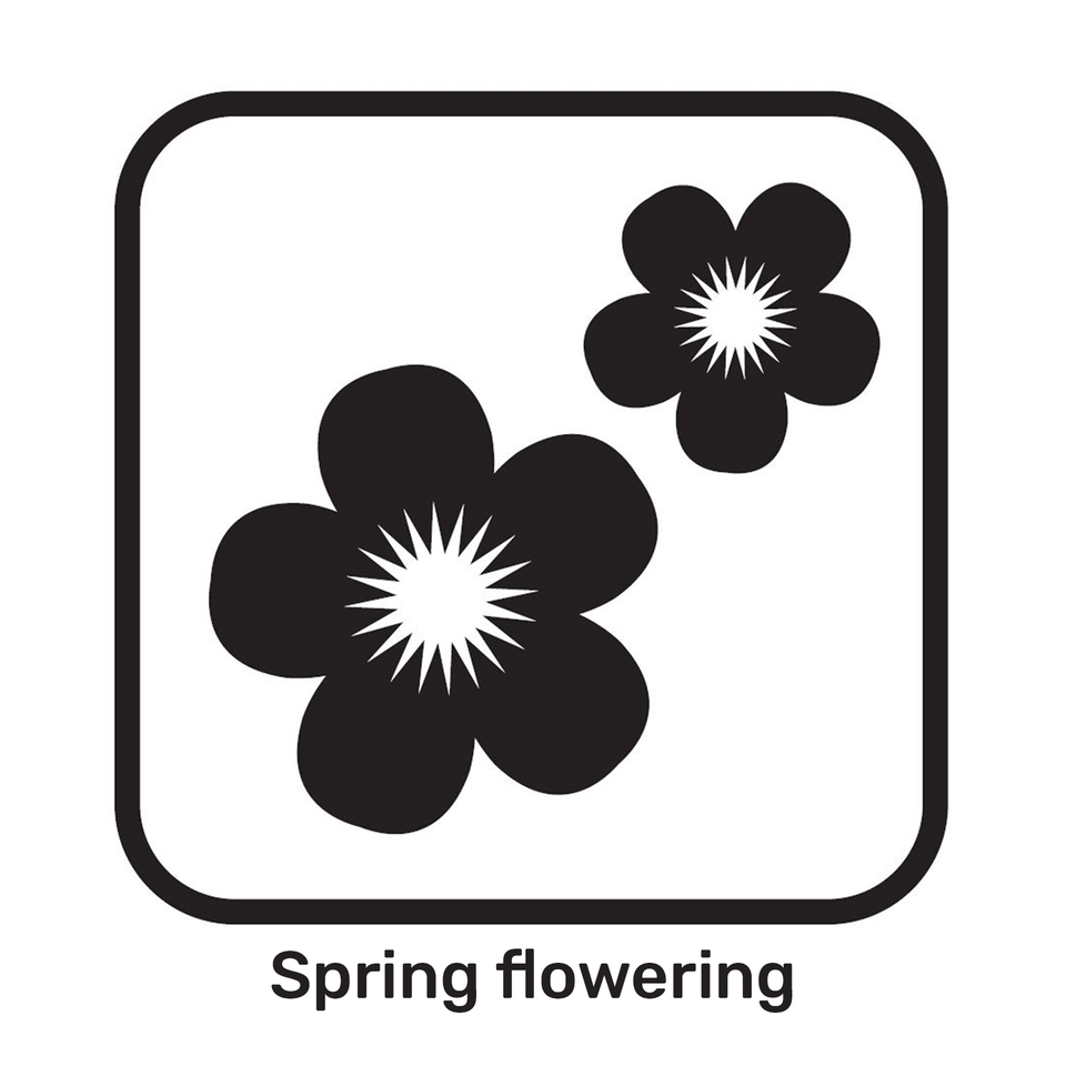 Saxifrage (Saxifraga) Mix 6 pack Spring Bedding Plants