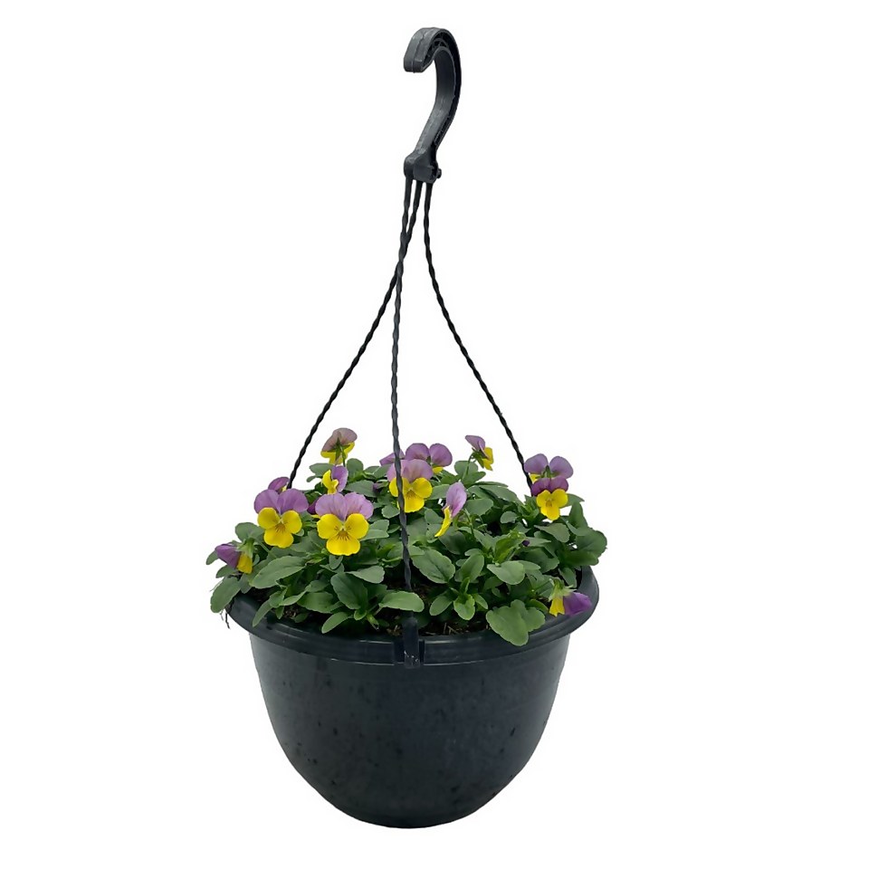 Autumn Pansy Viola Hanging Basket - 25cm
