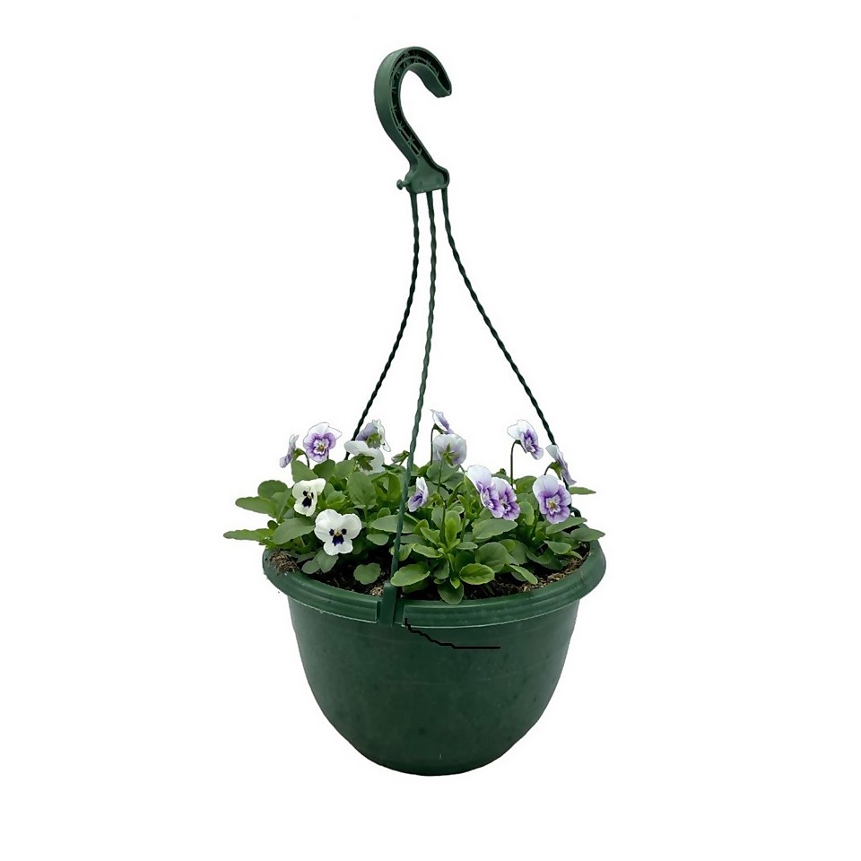 Autumn Pansy Viola Hanging Basket - 25cm