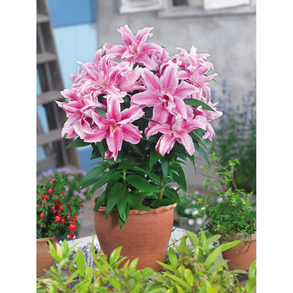 Lily Oriental mix - 5L