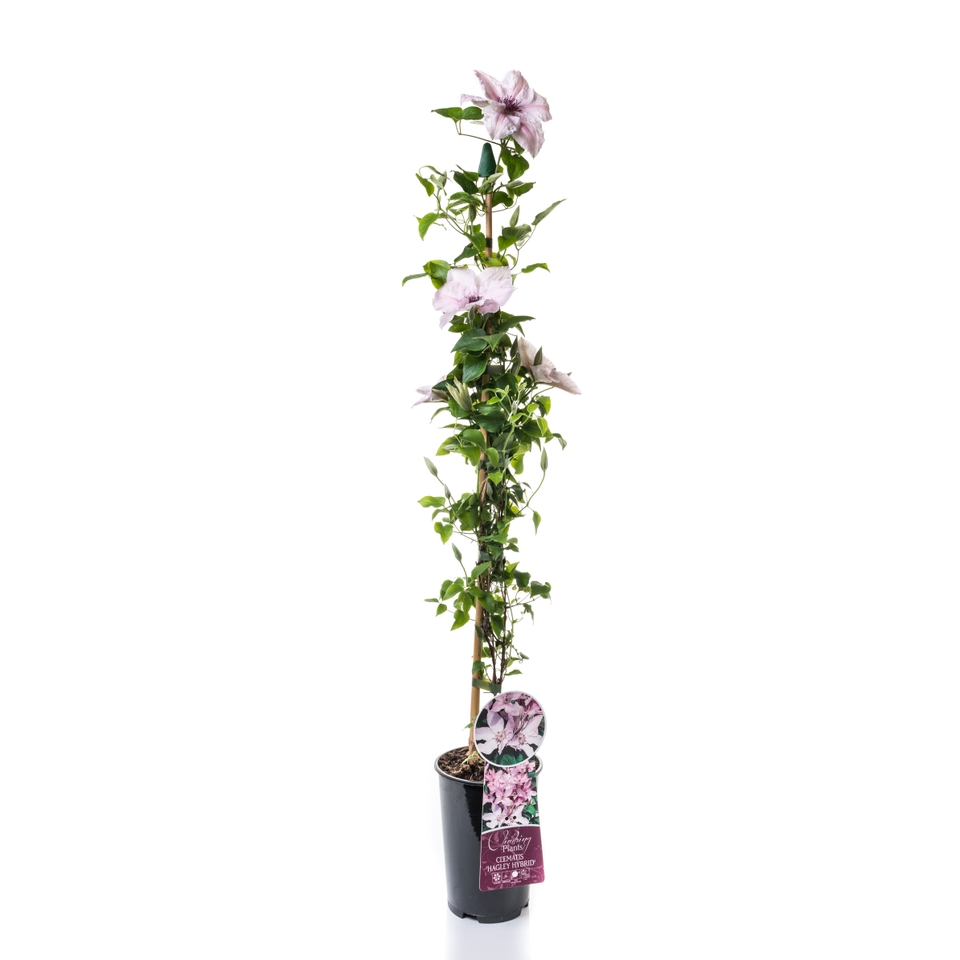 Clematis Hybrid mix - 2L Cane