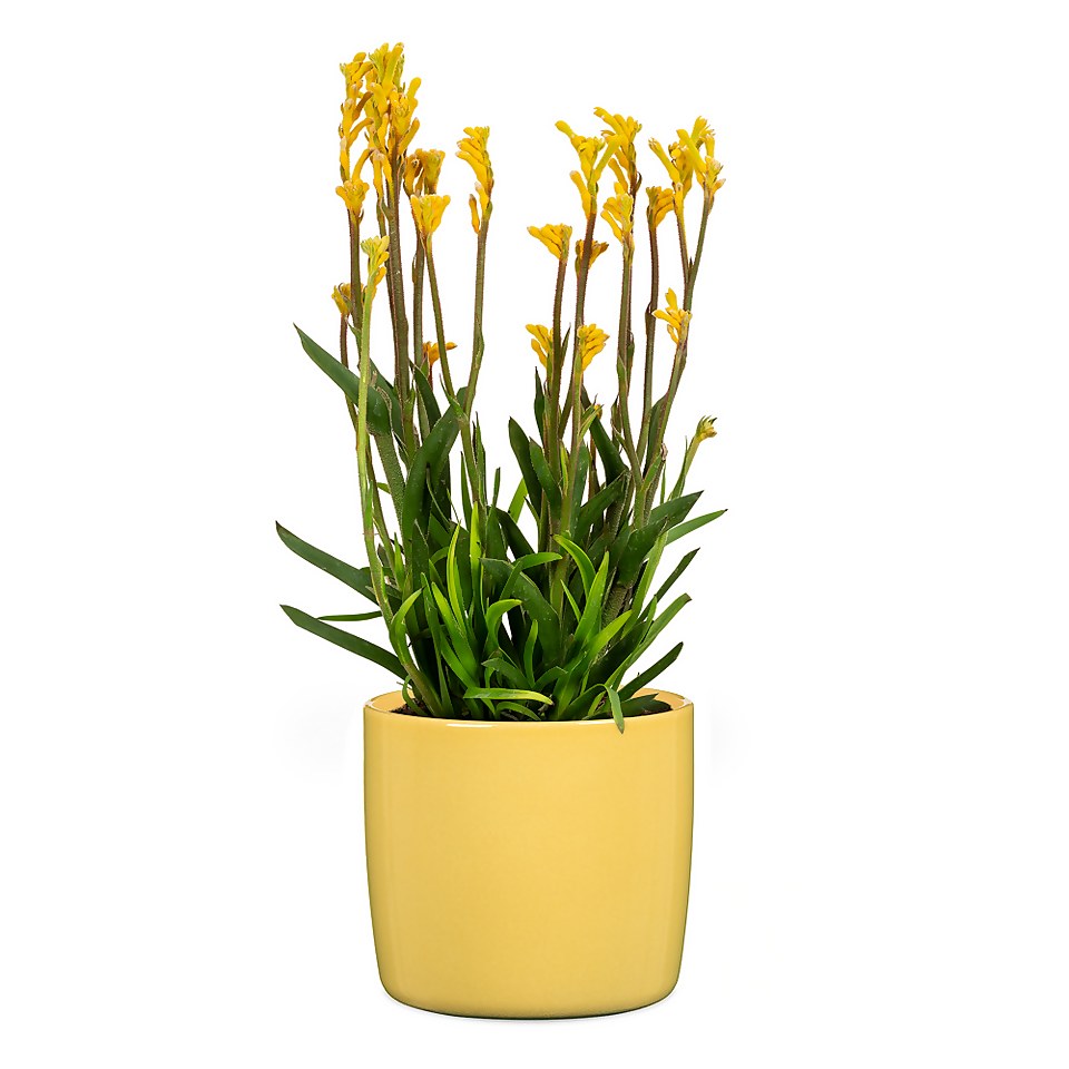 Yellow Solare Plant Pot - 15cm
