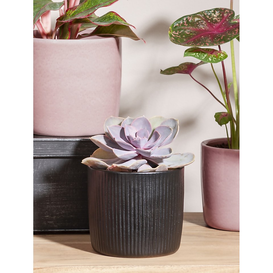Black Ebano Plant Pot - 13cm