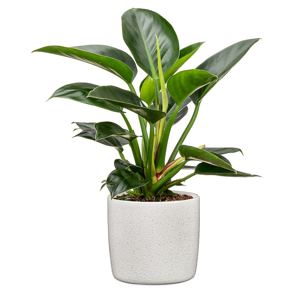 Perla White Plant Pot - 24cm