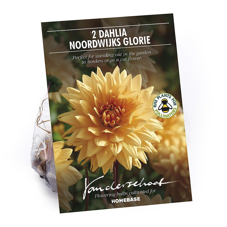 Decorative Dahlia Noordwijks Glorie Flower Bulbs