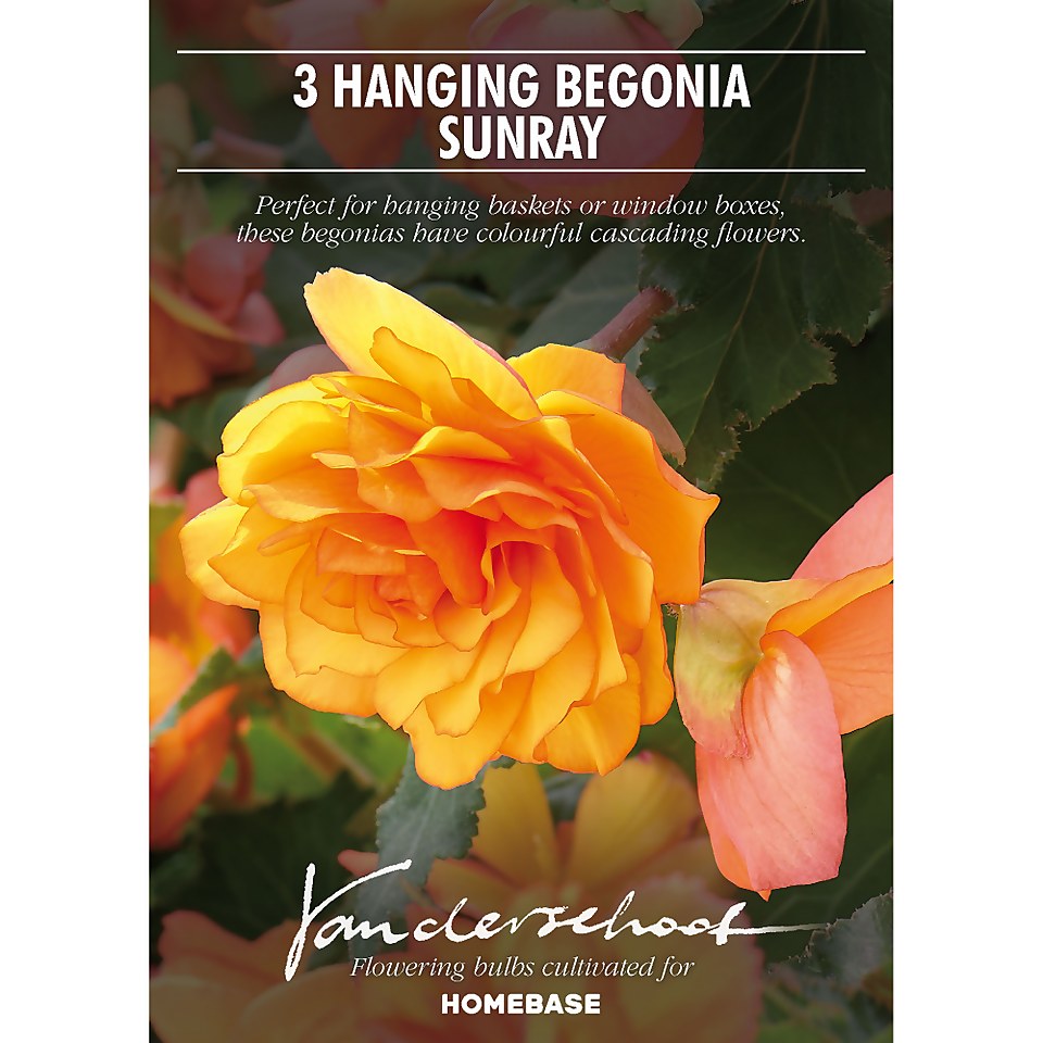 Hanging Begonia Sunray Flower Bulbs Homebase