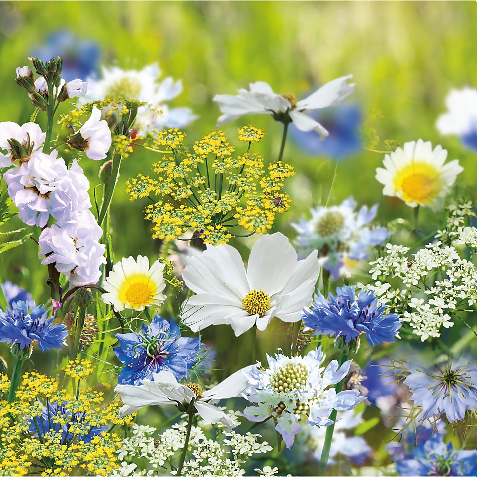 Seed Mixture of Blue, Yellow and White flowers