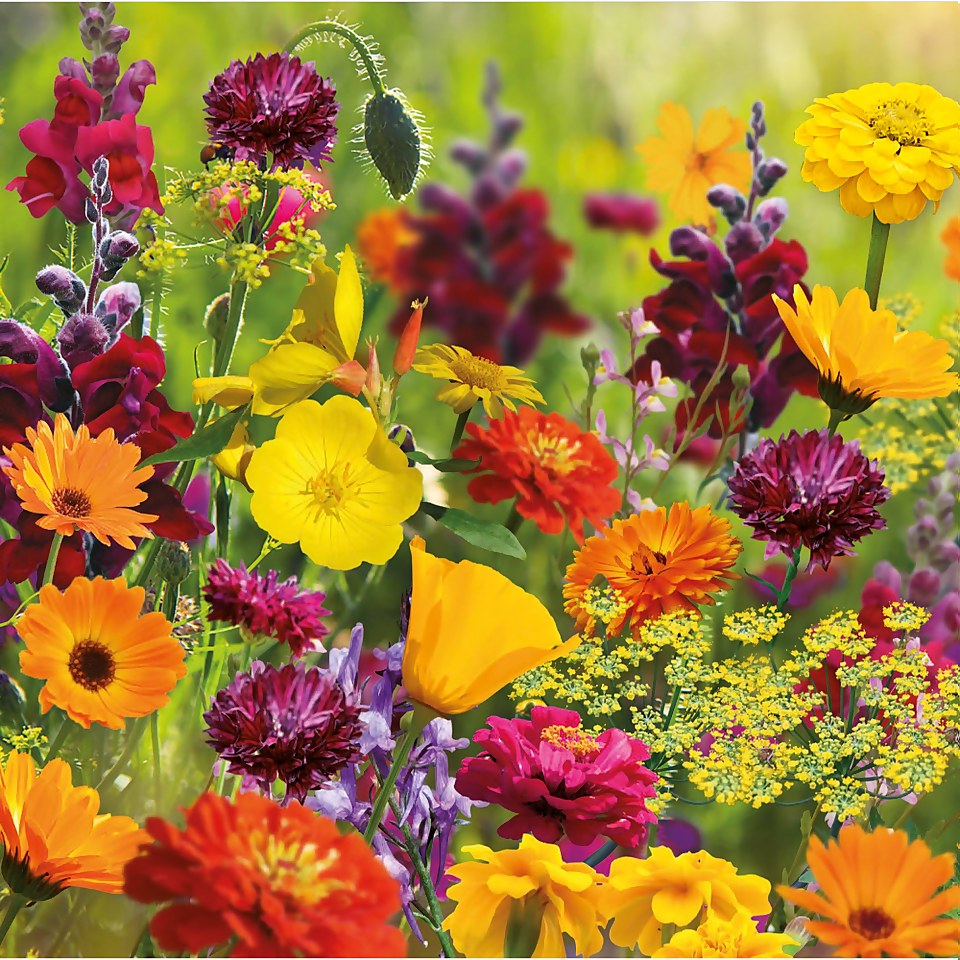Seed Mixture of Bright flowers