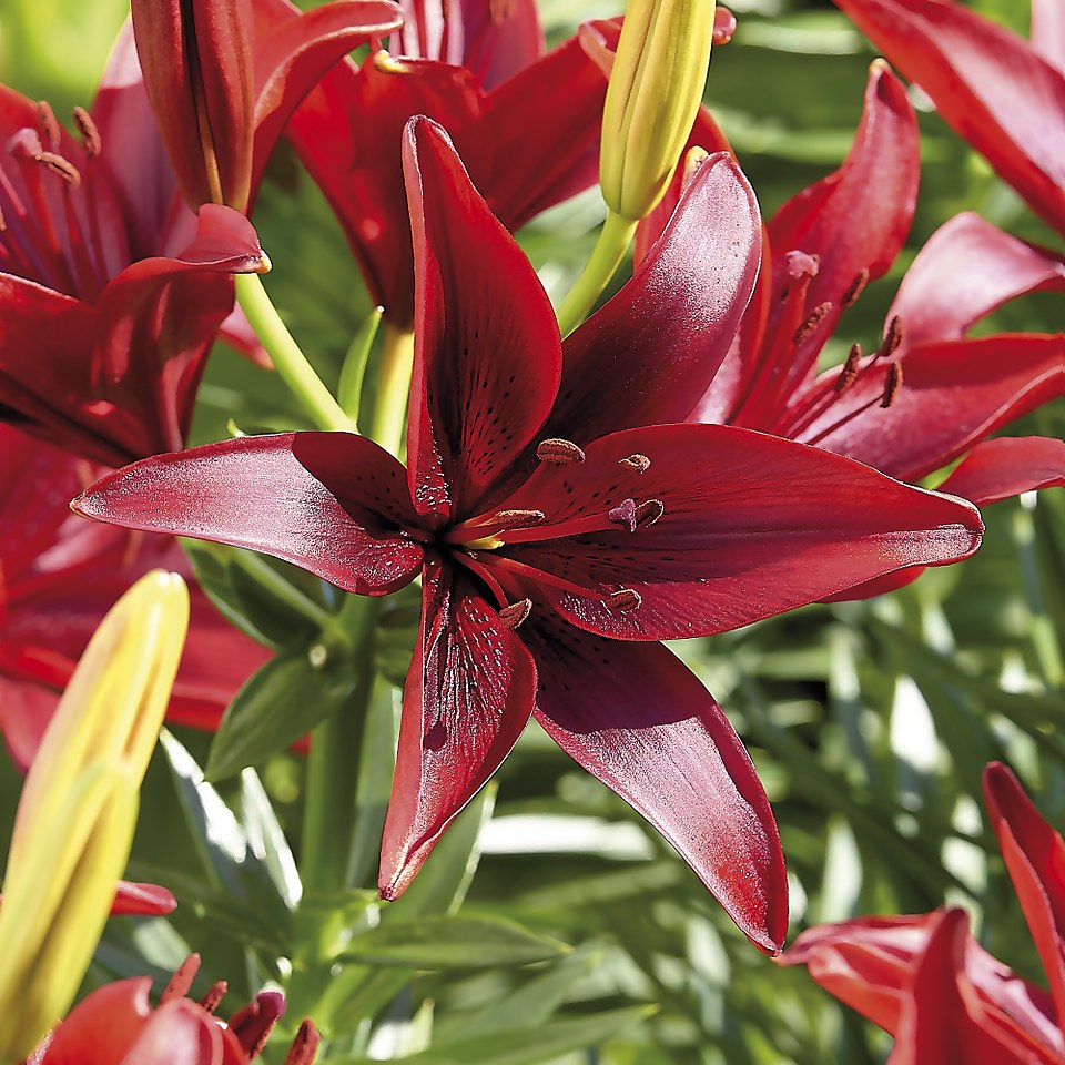 3 Asiatic Lily Cavoli Flower Bulbs Homebase