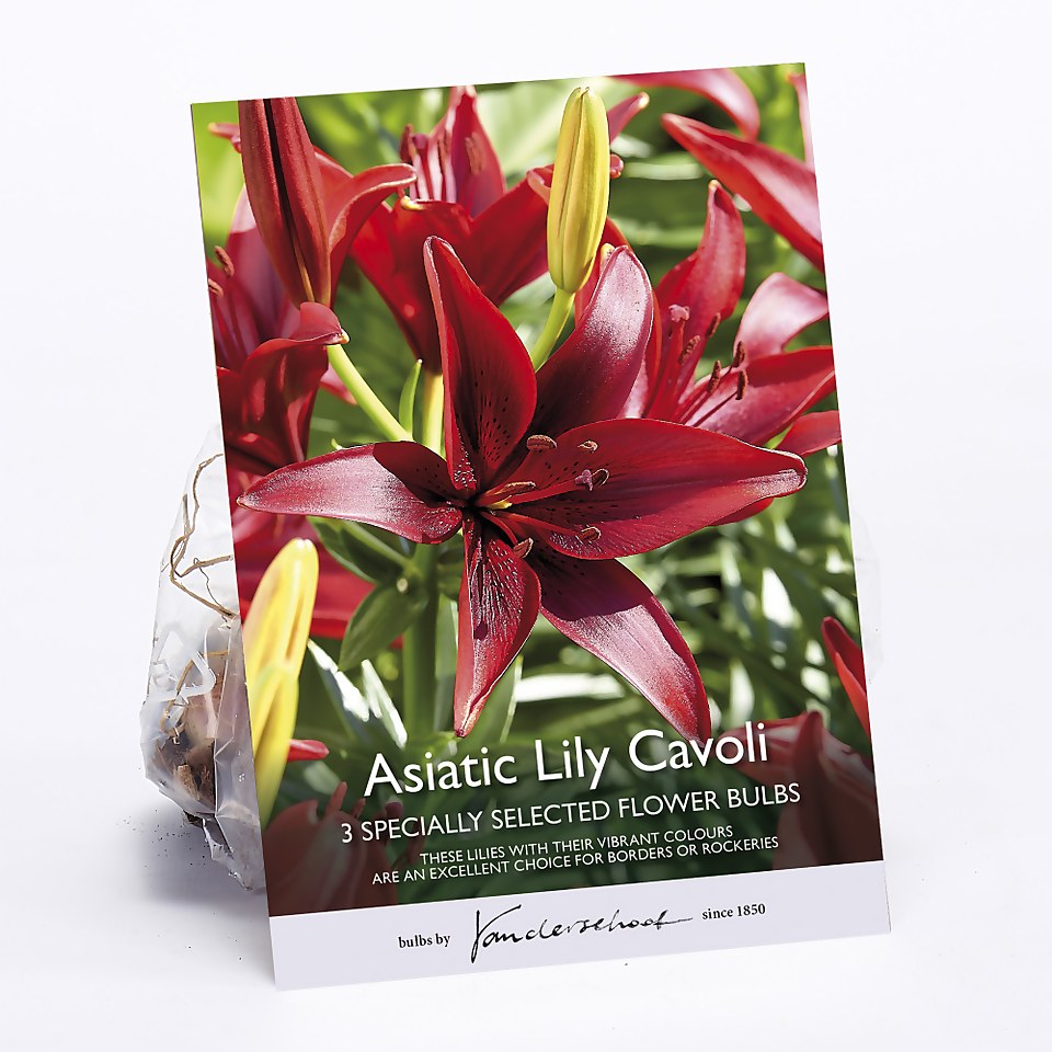 3 Asiatic Lily Cavoli Flower Bulbs Homebase