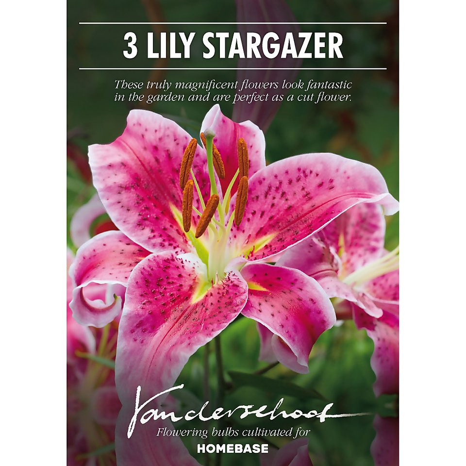 Oriental Lily Stargazer Flower Bulbs