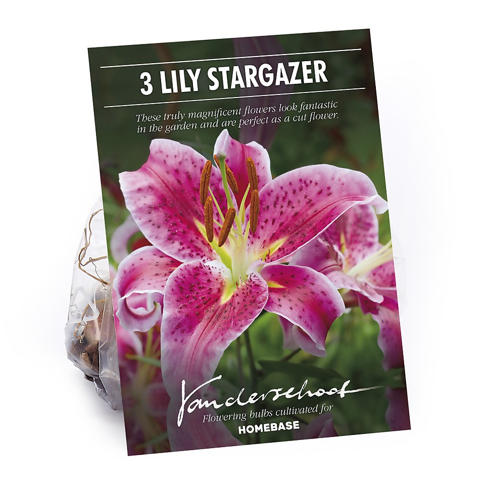 Oriental Lily Stargazer Flower Bulbs