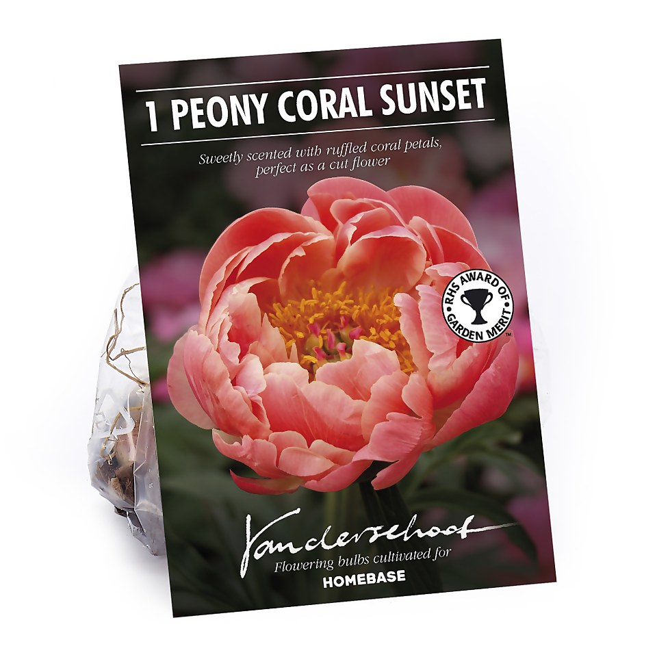 Peony Lactiflora Coral Sunset Flower Bulb Homebase