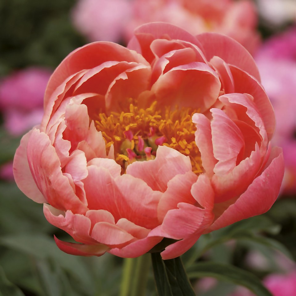 Peony Lactiflora Coral Sunset Flower Bulb Homebase