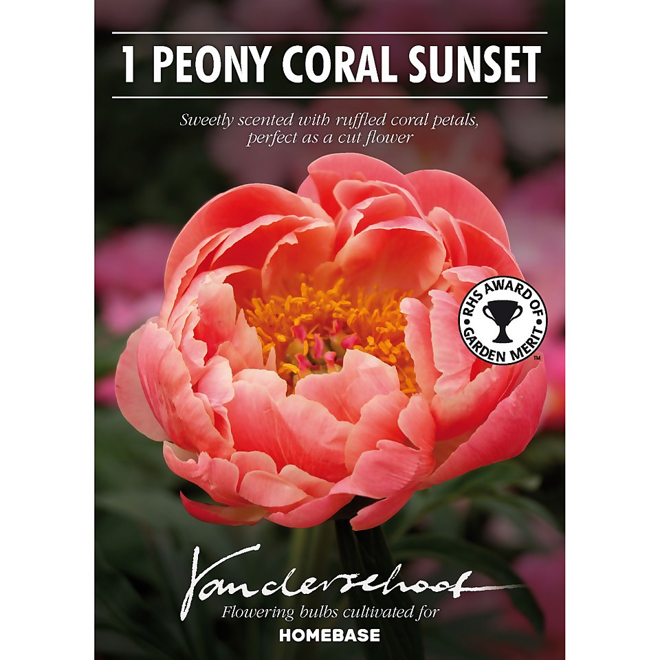 Peony Lactiflora Coral Sunset Flower Bulb Homebase