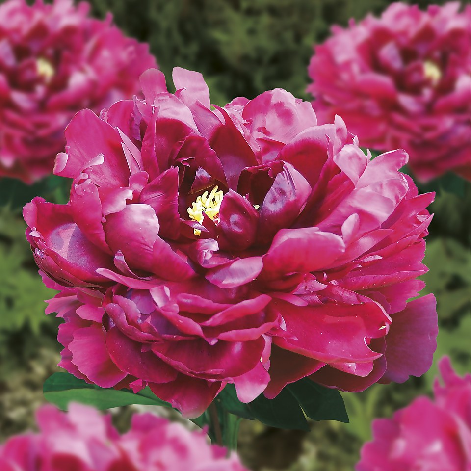 Peony Lactiflora Sparks & Fire Flower Bulb Homebase