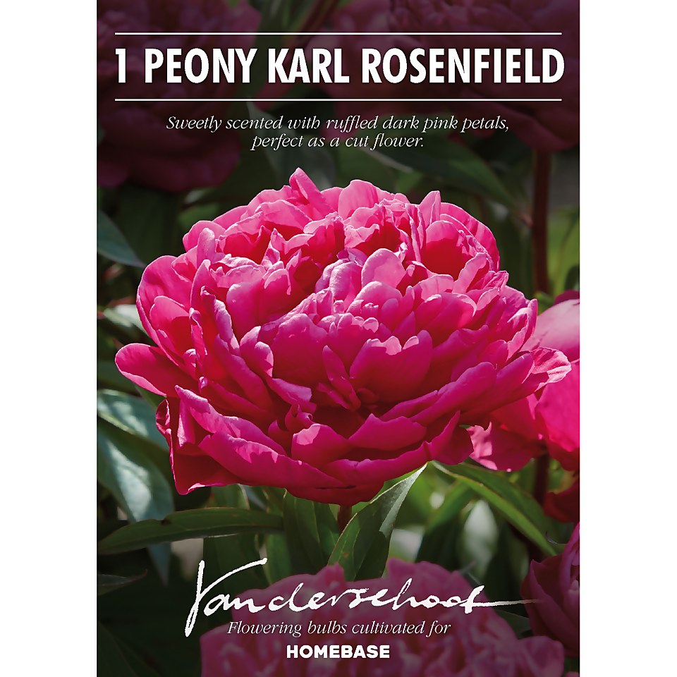 Peony Karl Rosenfield Flower Bulb