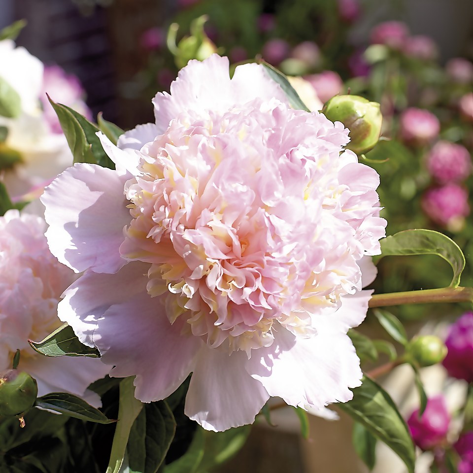 Peony Top Brass Flower Bulb Homebase