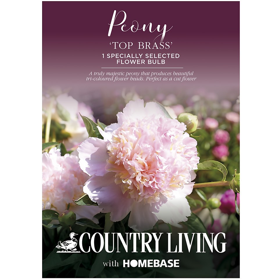 Peony Top Brass Flower Bulb Homebase