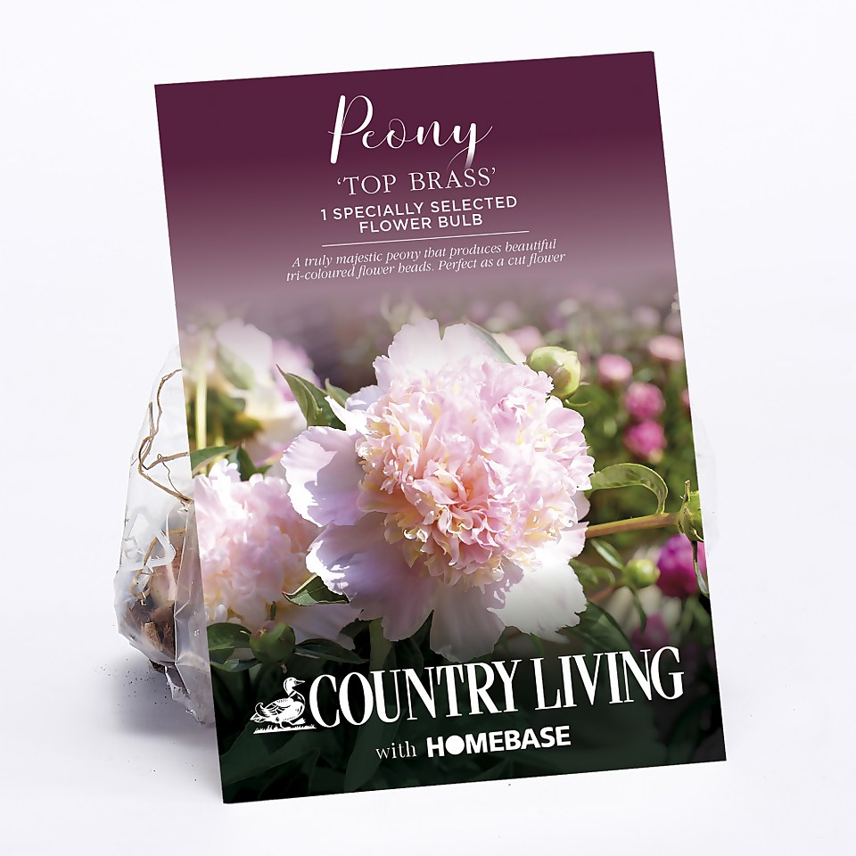 Peony Top Brass Flower Bulb Homebase