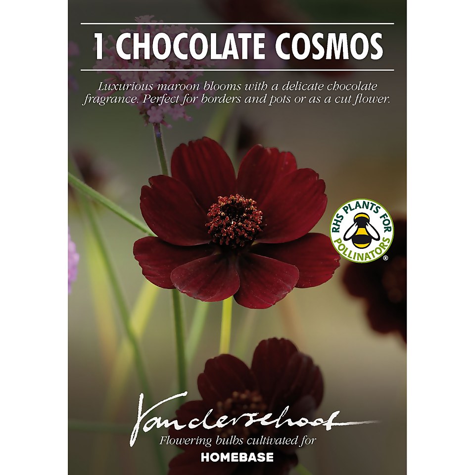 Chocolate Cosmos Flower Bulb