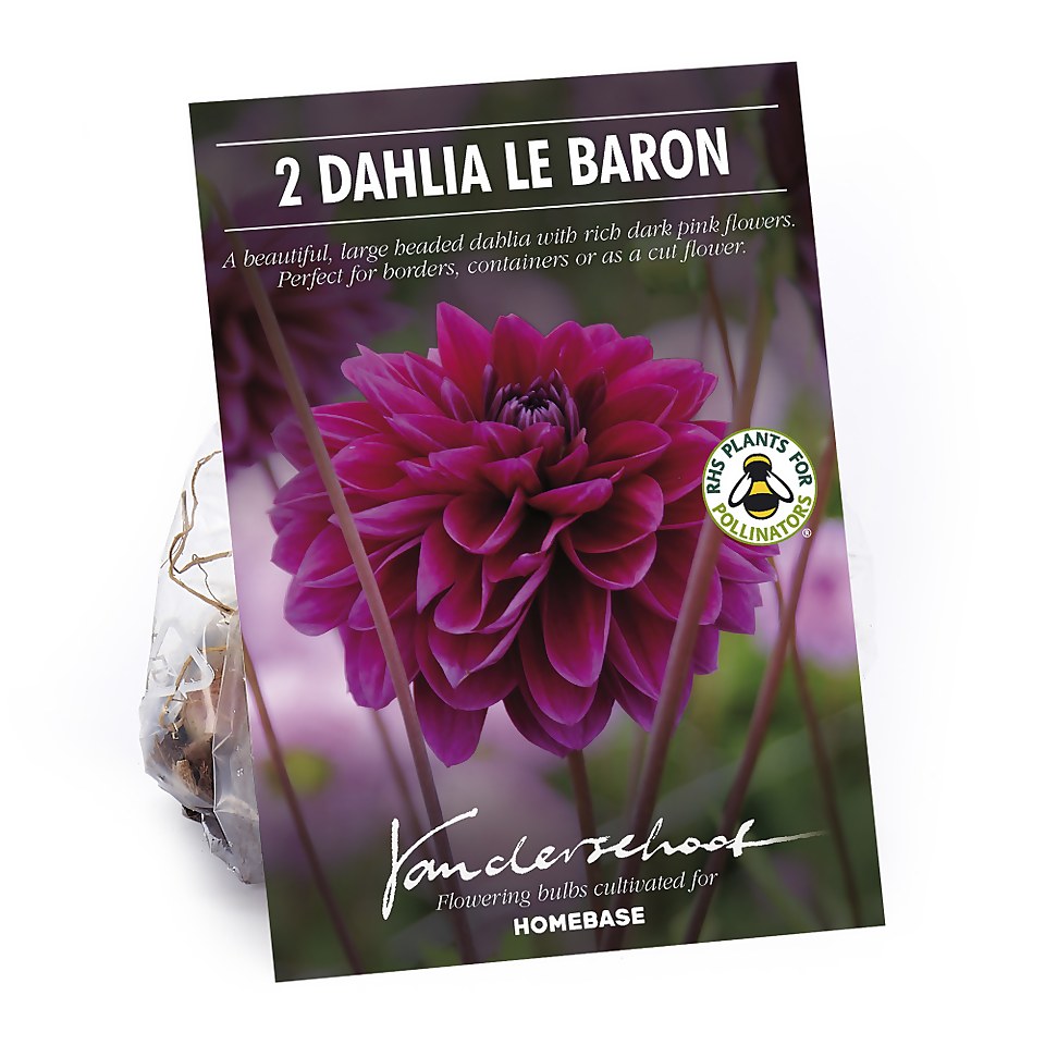 Dahlia Le Baron Flower Bulbs