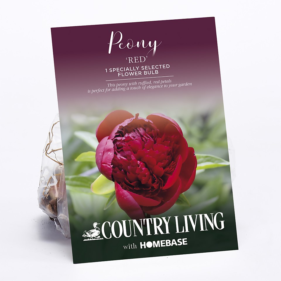 Peony Red Flower Bulb Homebase