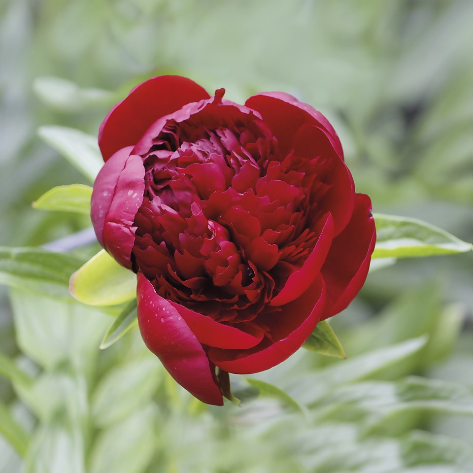 Peony Red Flower Bulb Homebase