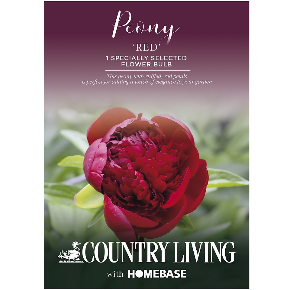 Peony Red Flower Bulb Homebase