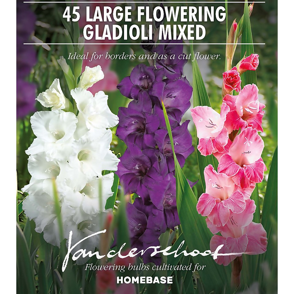 45 Large Flowering  Gladioli Mixed
